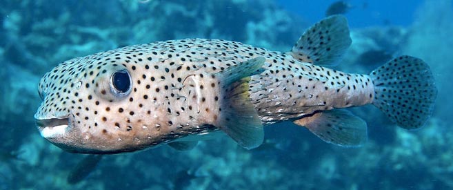 DIODON HYSTRIX